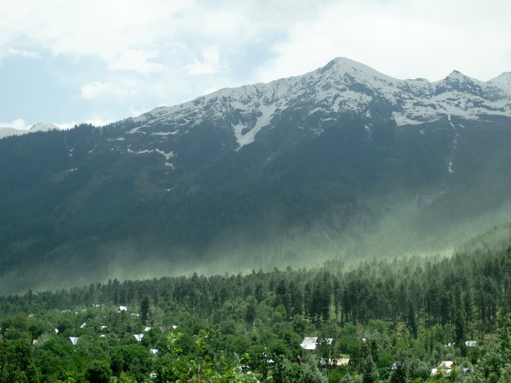 arbres verts près de la montagne pendant la journée