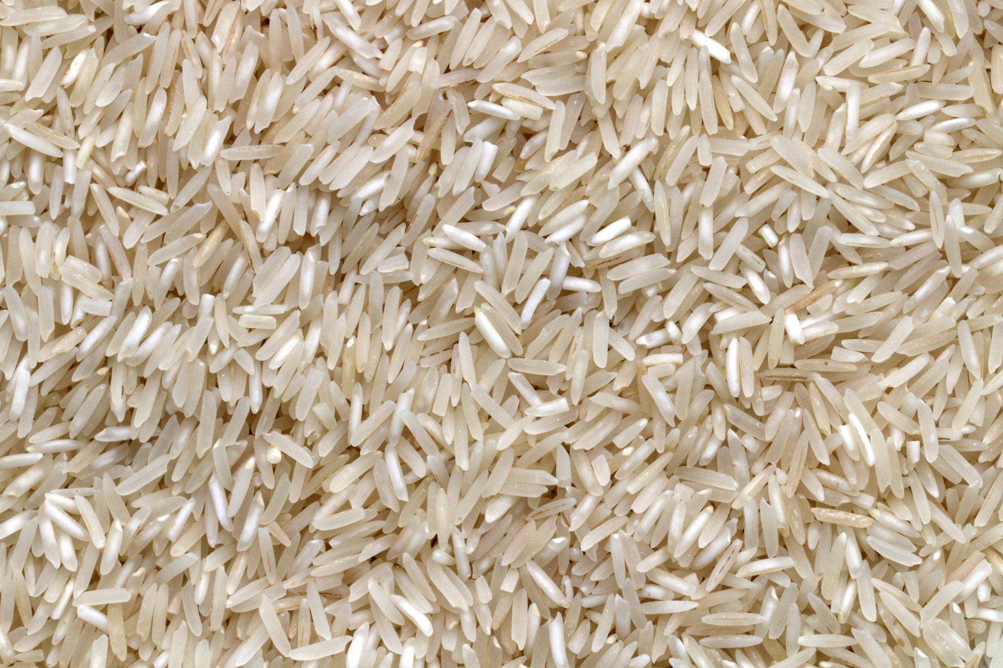 Rice grains in a field