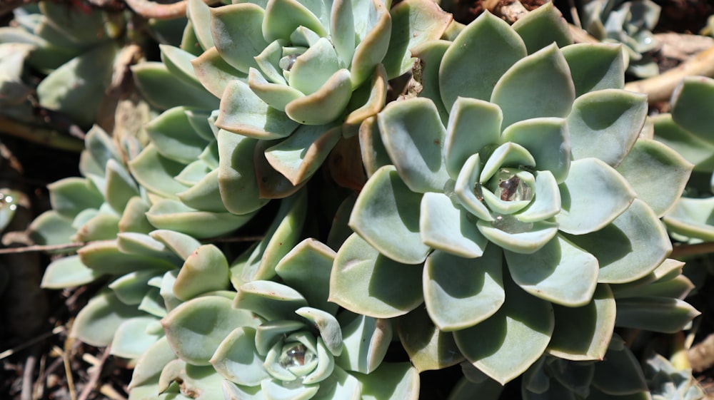 green succulent plant in close up photography