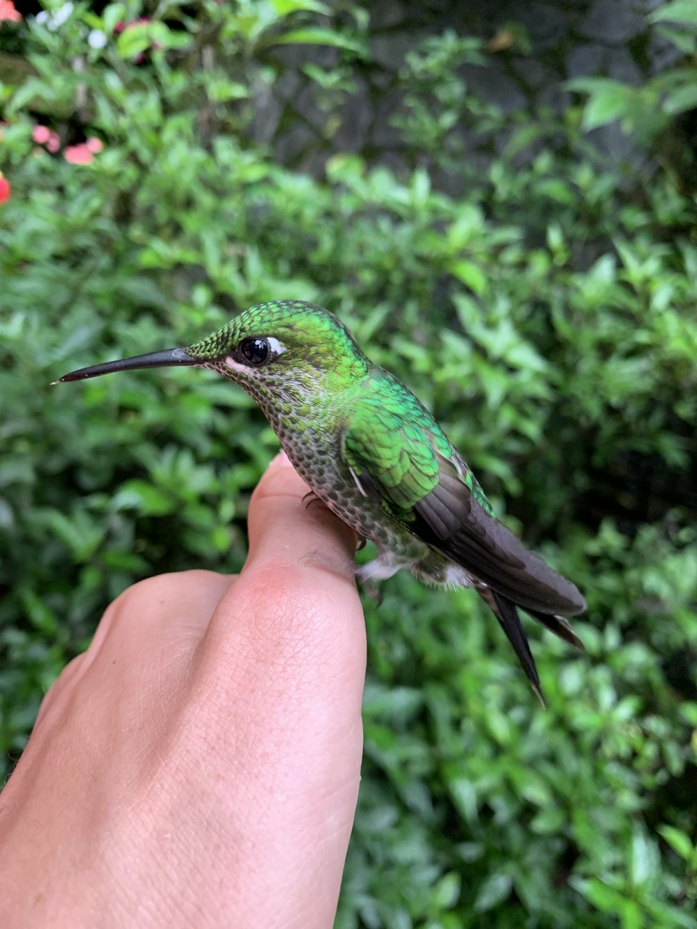 green and brown humming bird