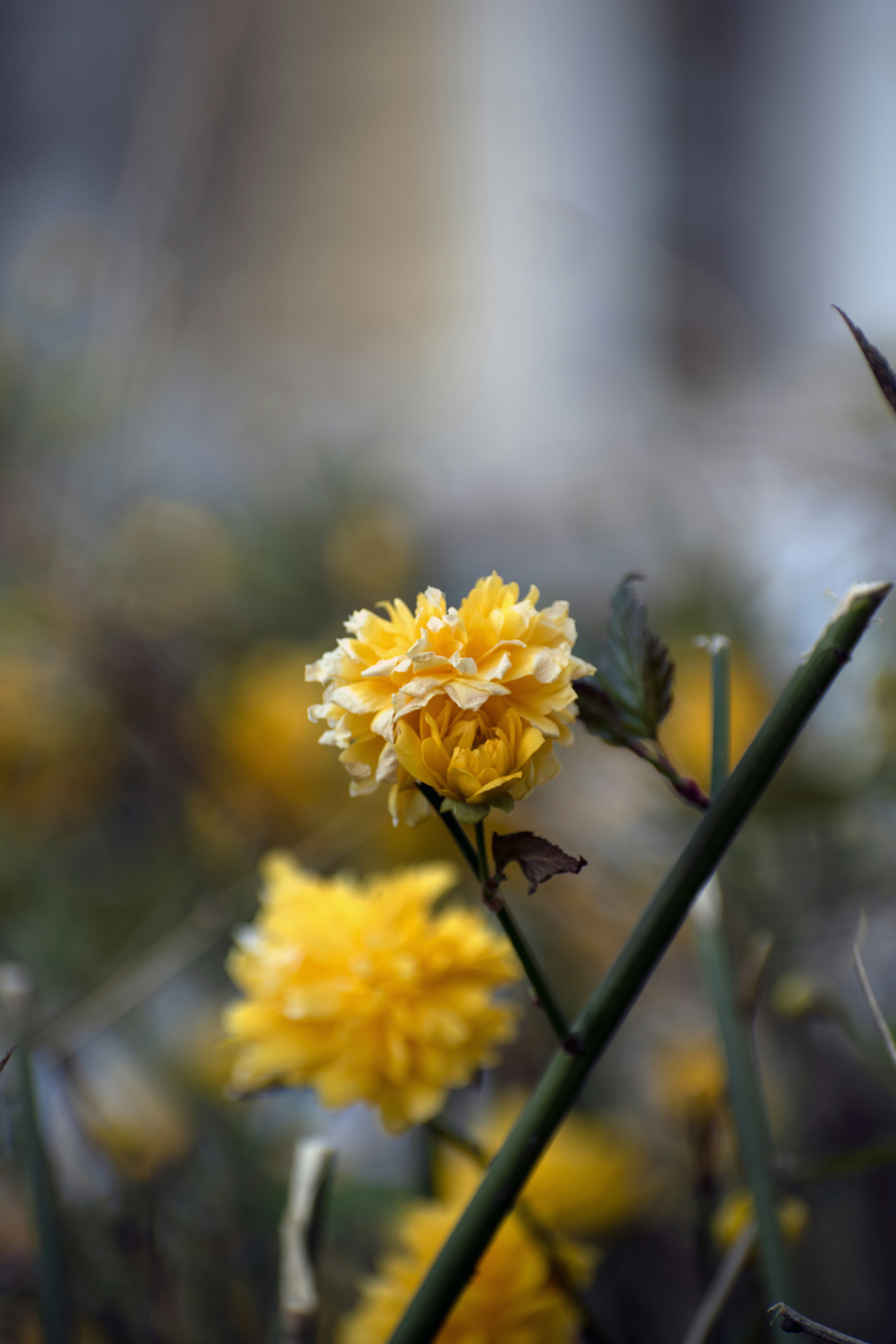 Photo by kozmatyi