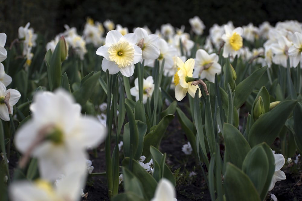 white and yellow flowers with green leaves