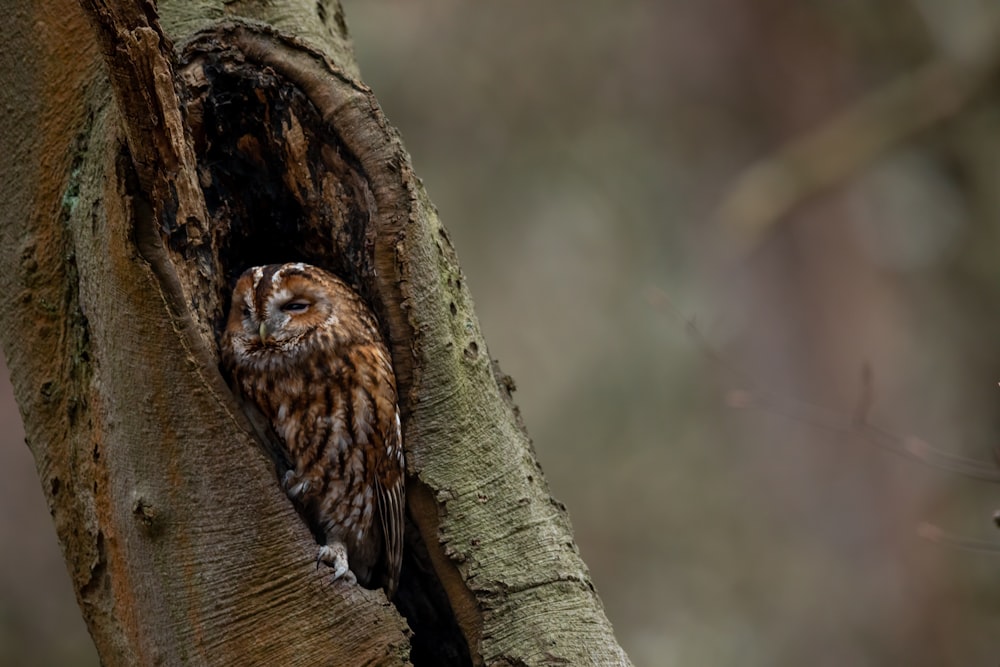 brown owl on brown tree branch