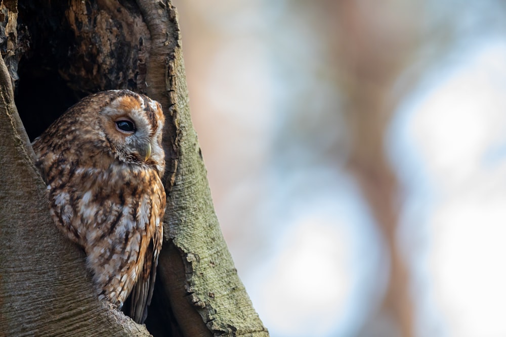 brown owl perched on brown tree branch during daytime