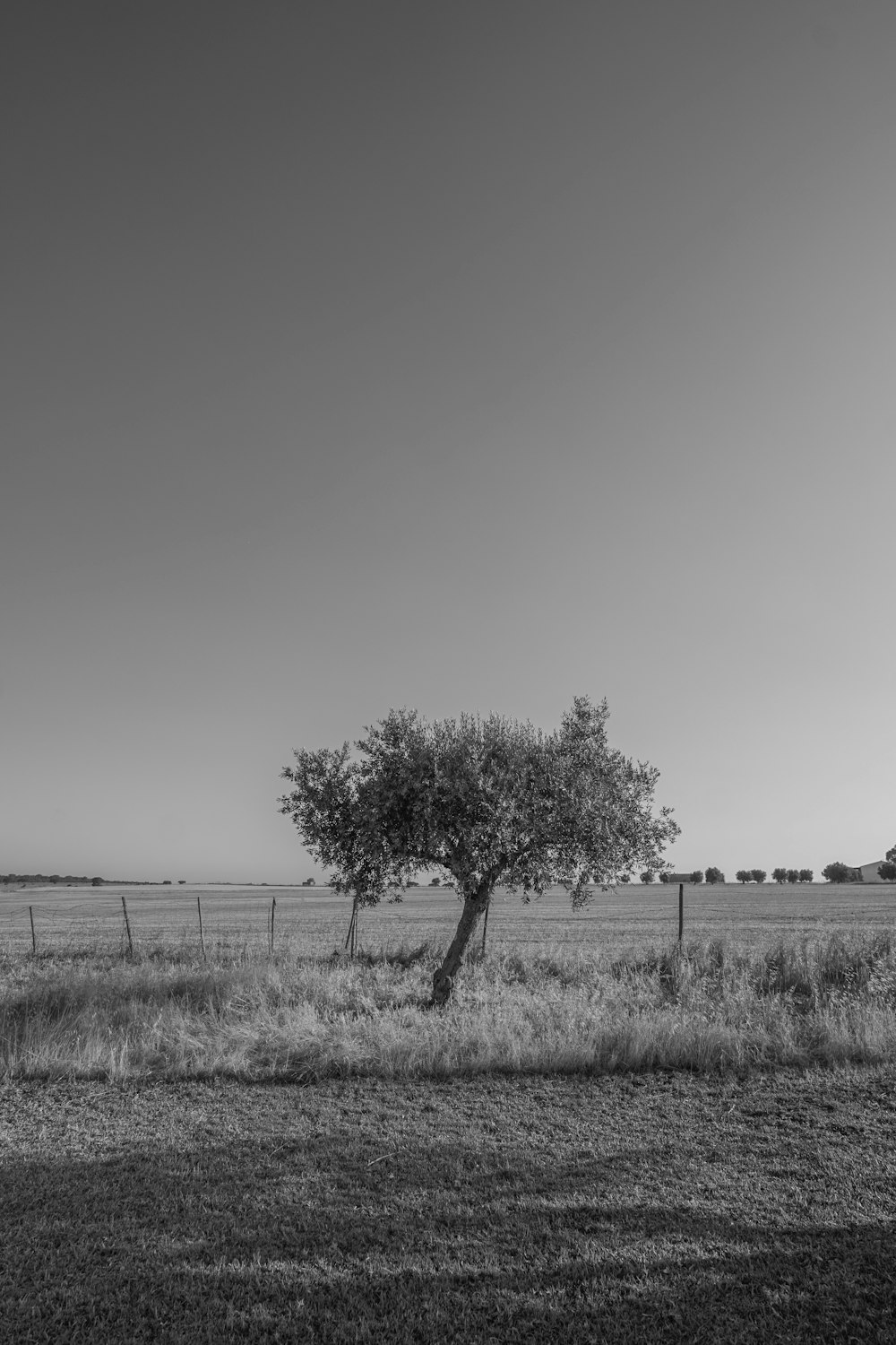 grayscale photo of tree on grass field