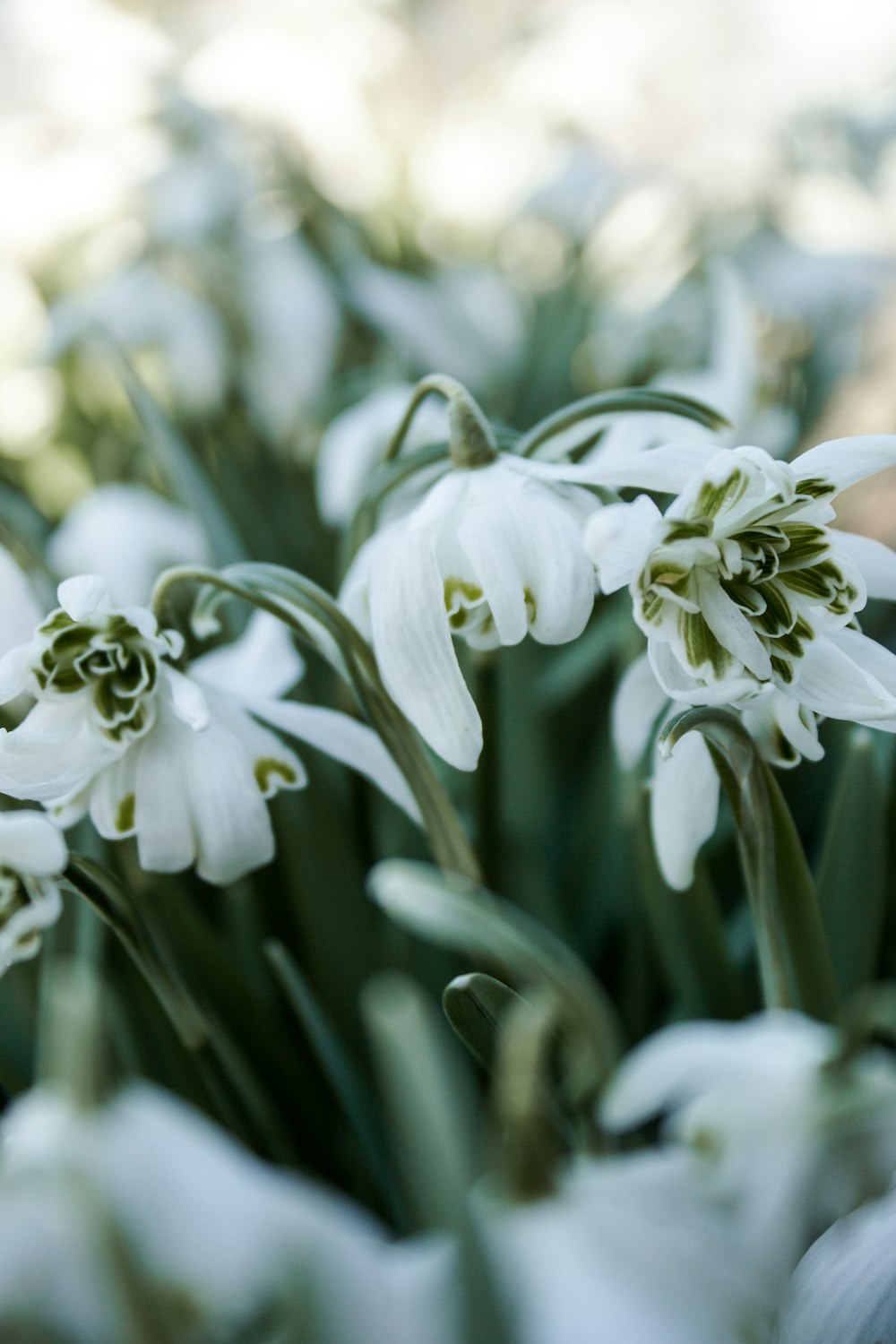 white flowers in tilt shift lens