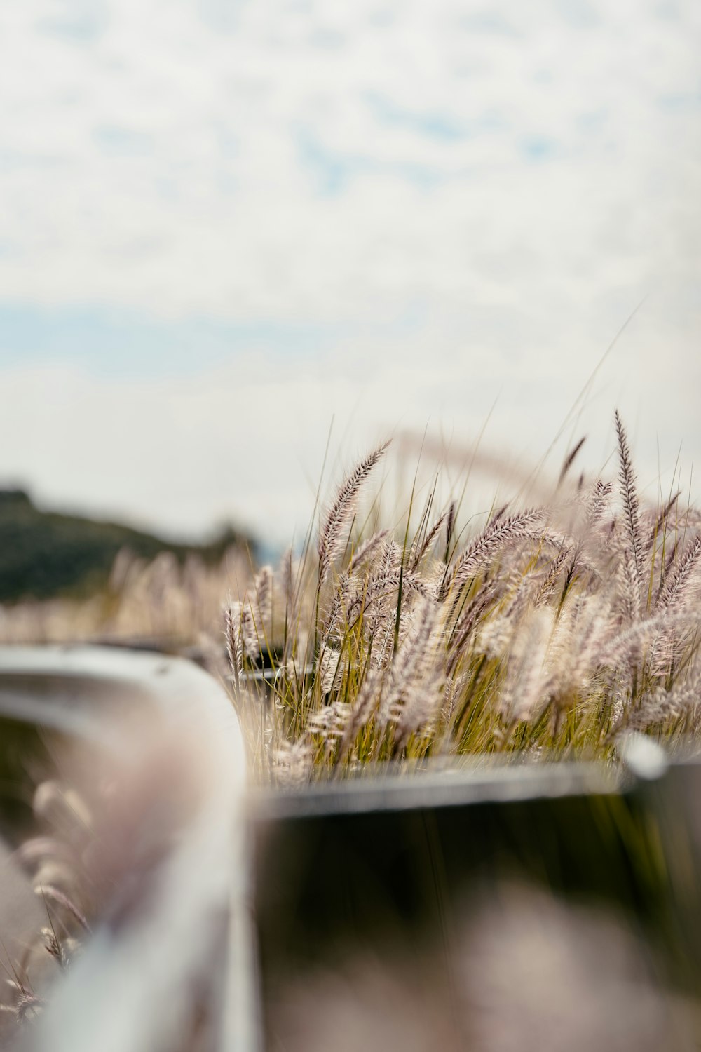 Campo de trigo marrón bajo el cielo blanco nublado durante el día