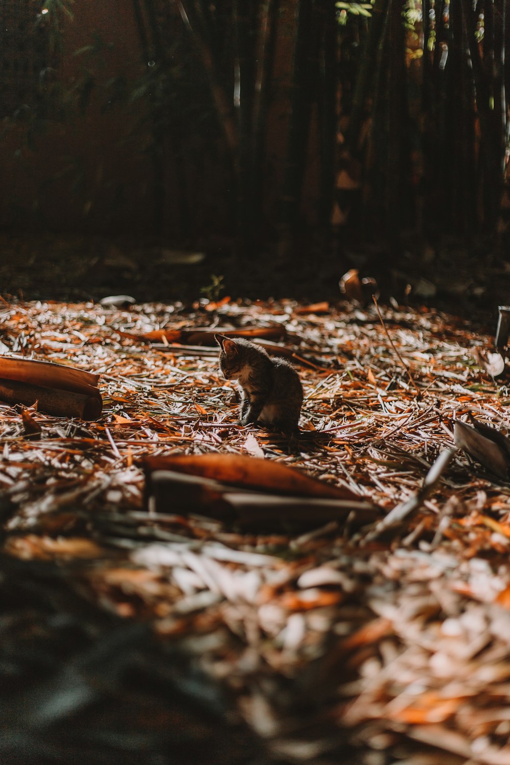 brown squirrel on brown dried leaves