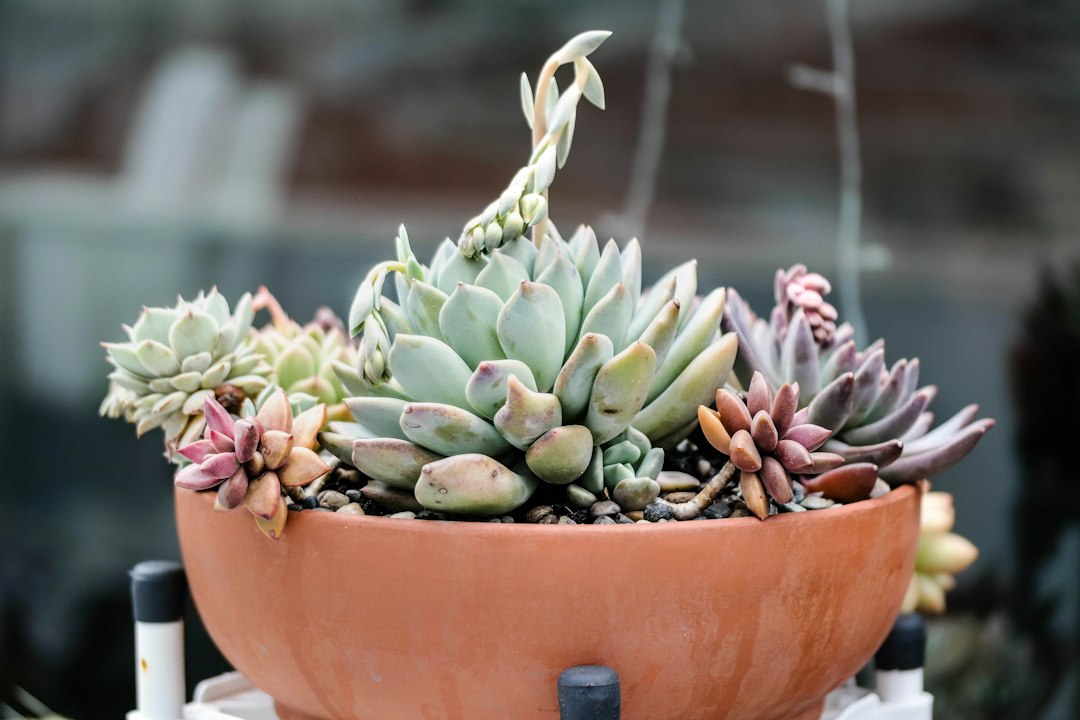 potted succulents closeup