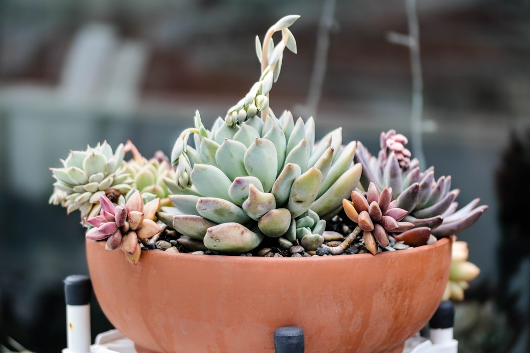 green succulent plant in brown clay pot