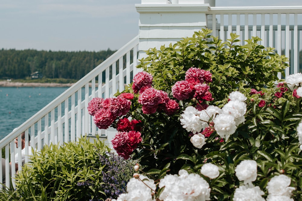 red and white flowers on white wooden fence