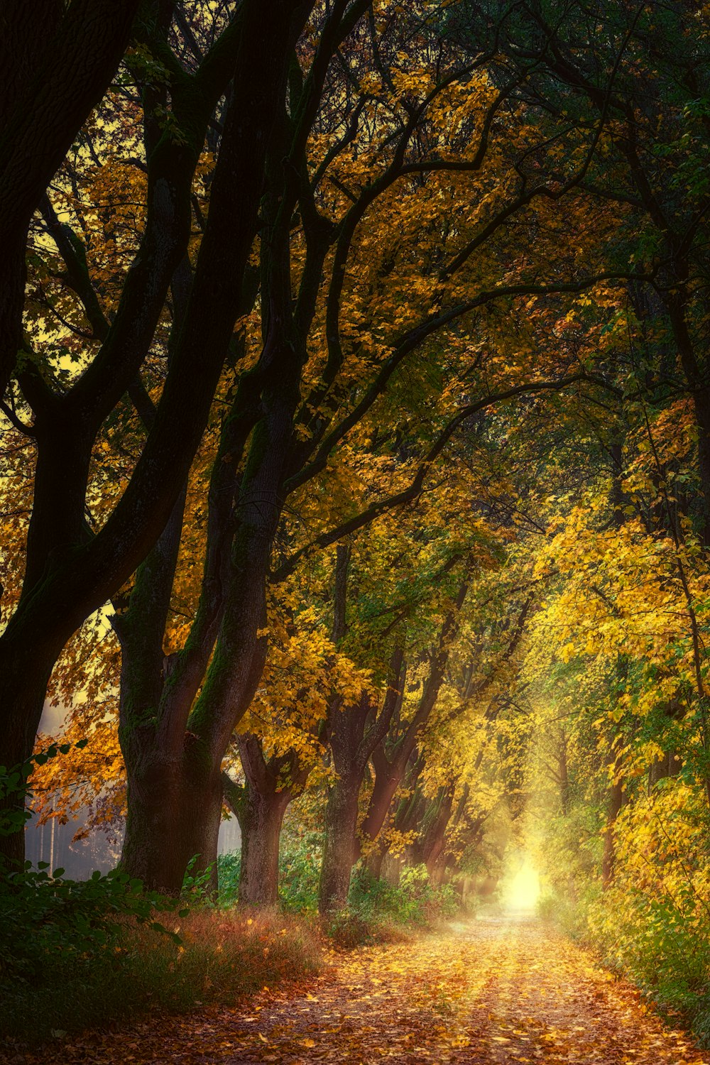 green trees near white wooden fence during daytime