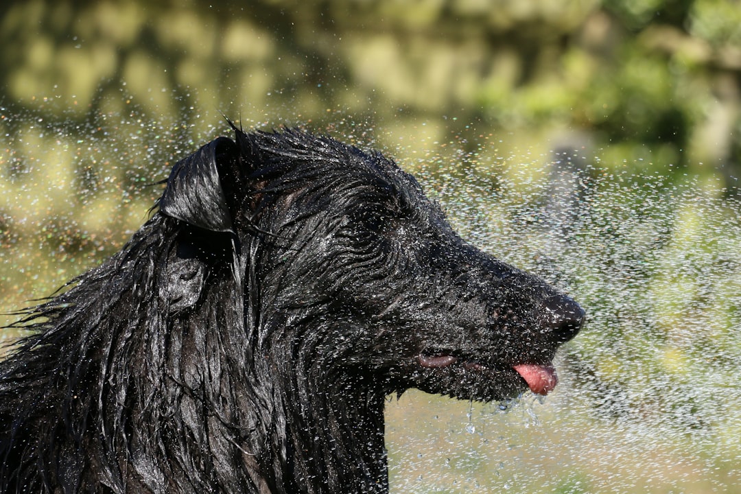 Dogs pant to cool themselves off but on really hot days they need a little extra help!