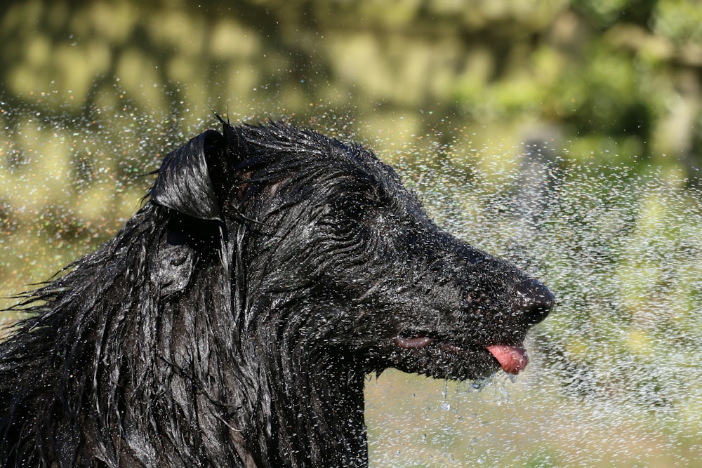 black horse in water during daytime