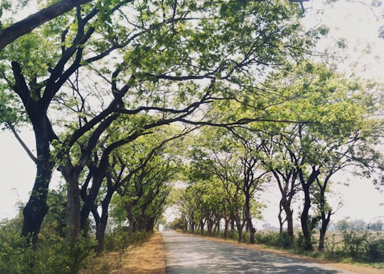 green trees on brown dirt road during daytime in Maharashtra India