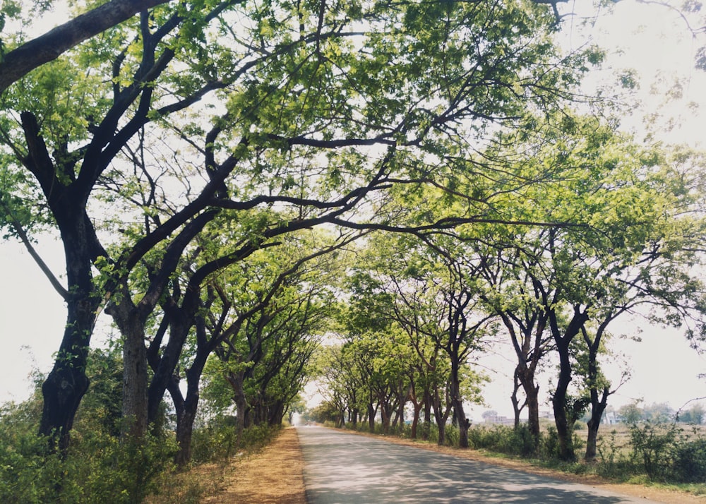 green trees on brown dirt road during daytime