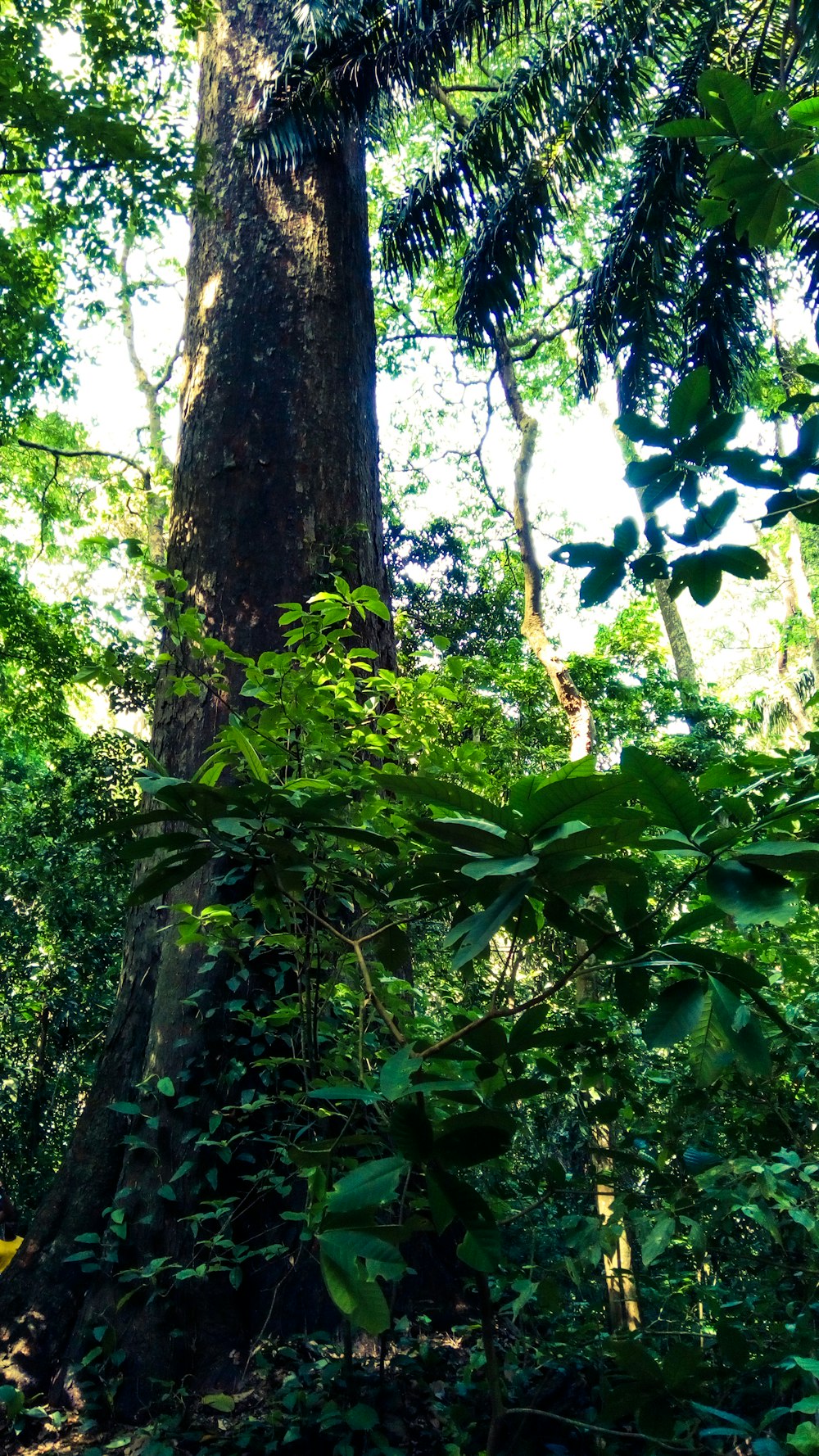 hojas verdes en el tronco marrón del árbol