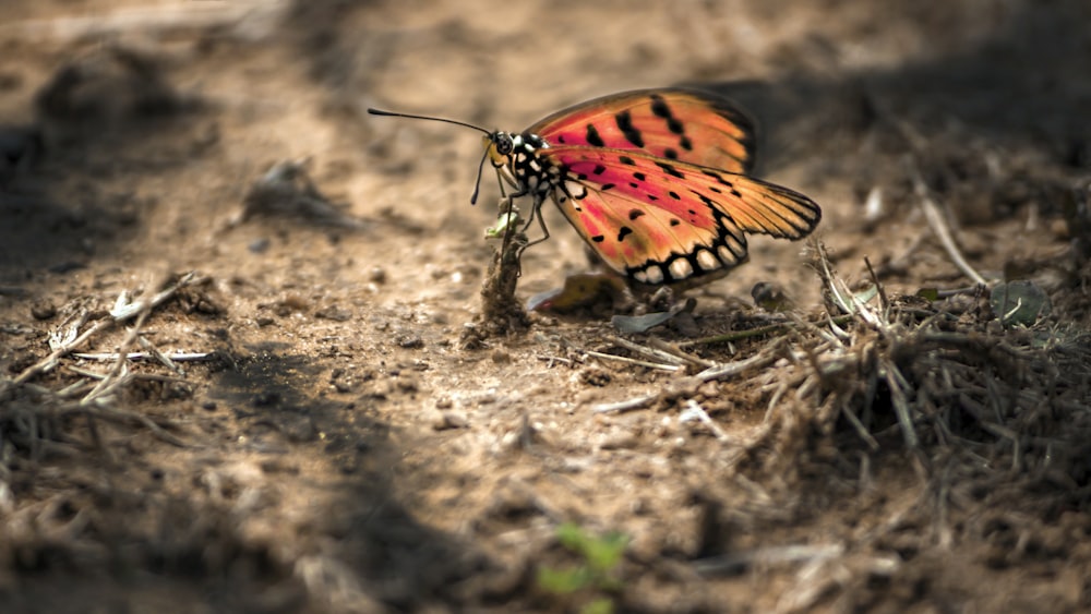 brown and black butterfly on brown soil