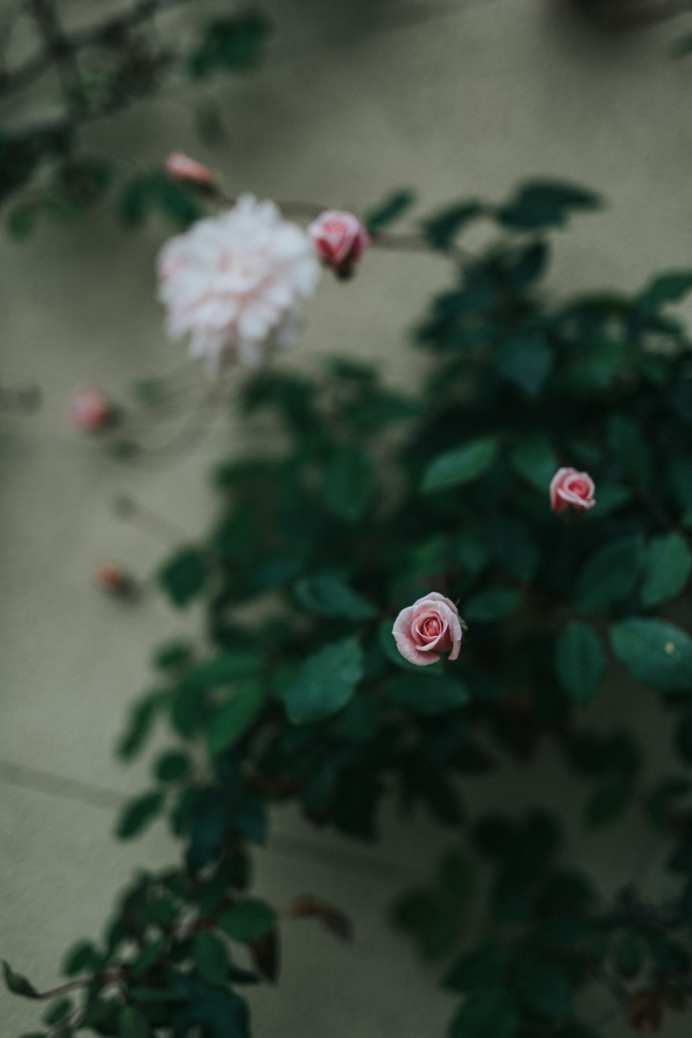 a close up of a plant with pink flowers