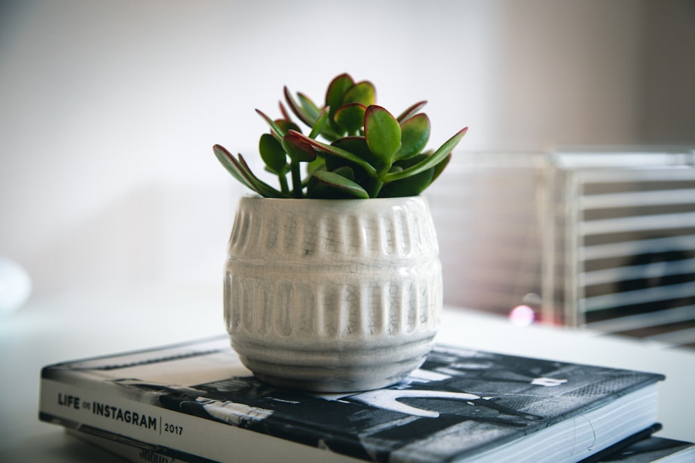 green plant in white ceramic vase on white and black book