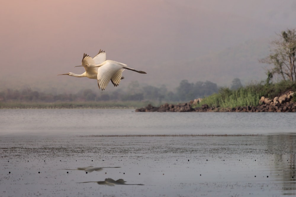 white bird flying over the sea during daytime