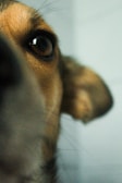 A close-up of our unique dog training product.