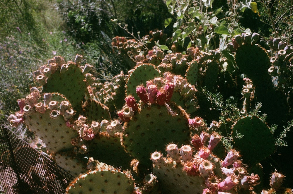 green cactus plant during daytime