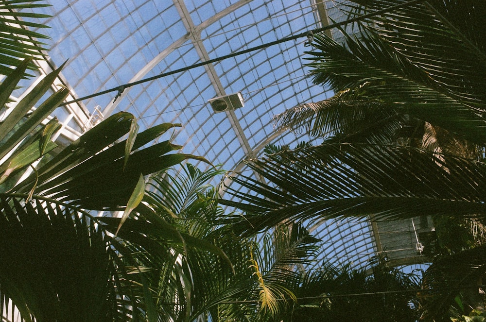 green palm tree inside greenhouse