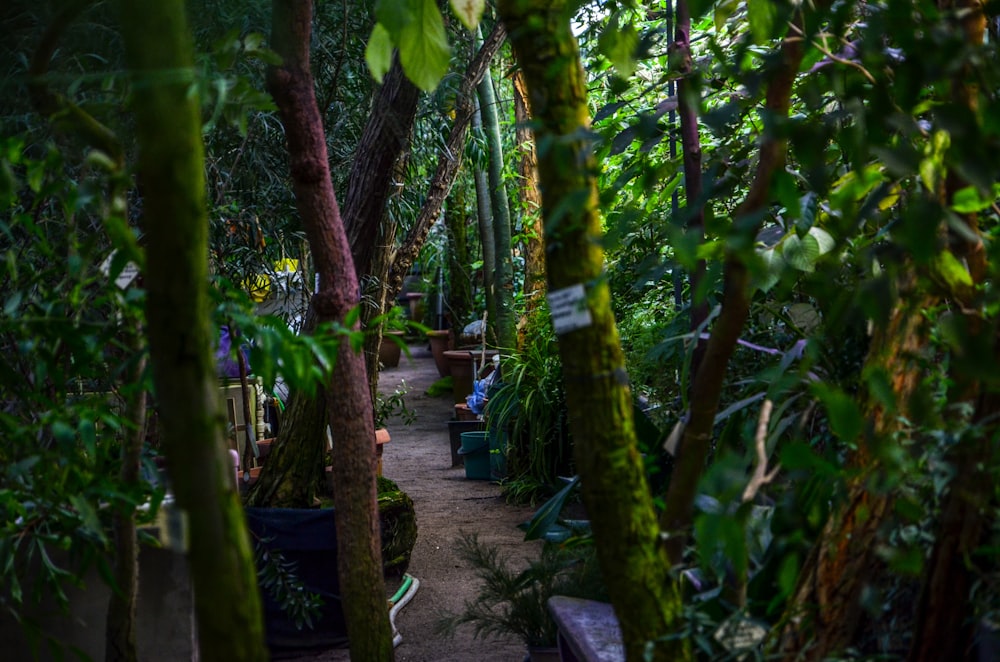 green trees and plants during daytime