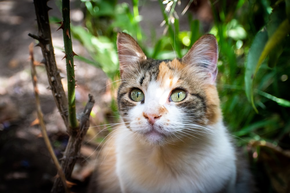 white and brown cat on brown tree branch