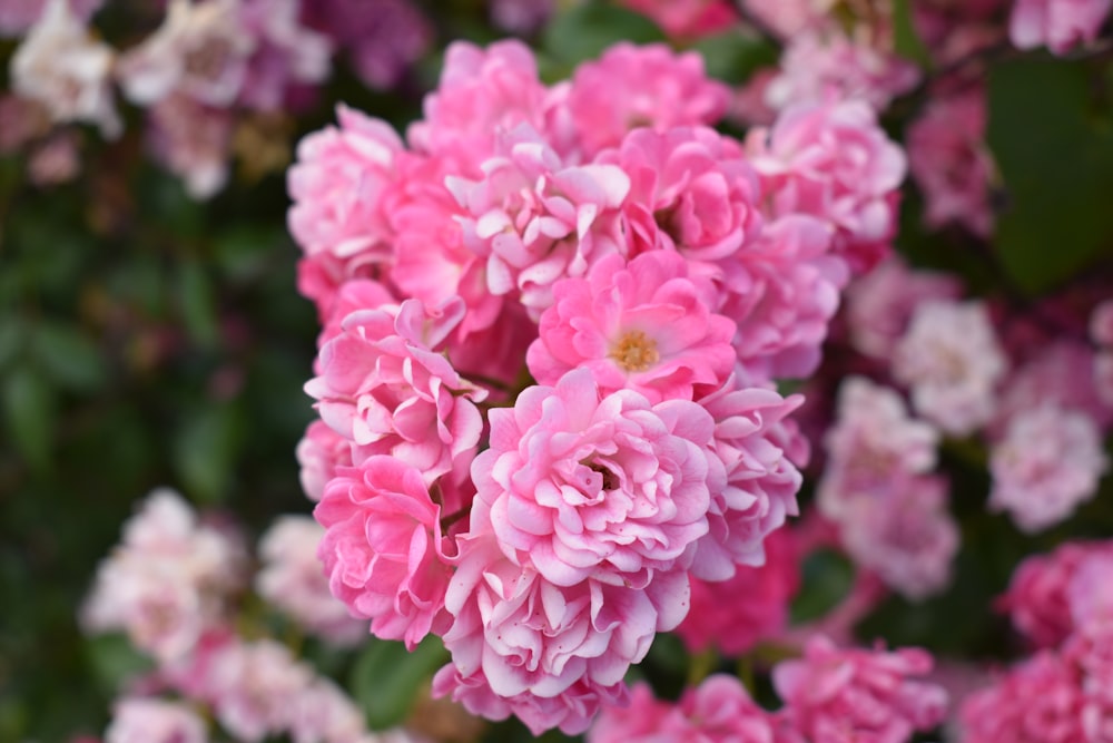 pink flowers in tilt shift lens