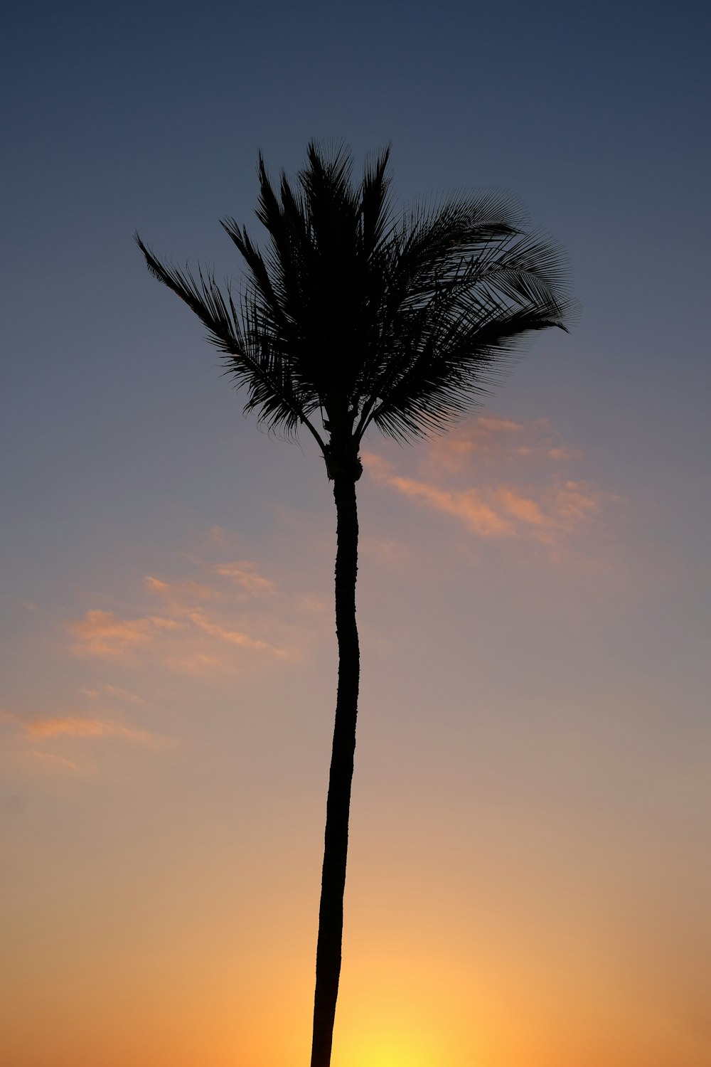 palm tree under orange sky during sunset