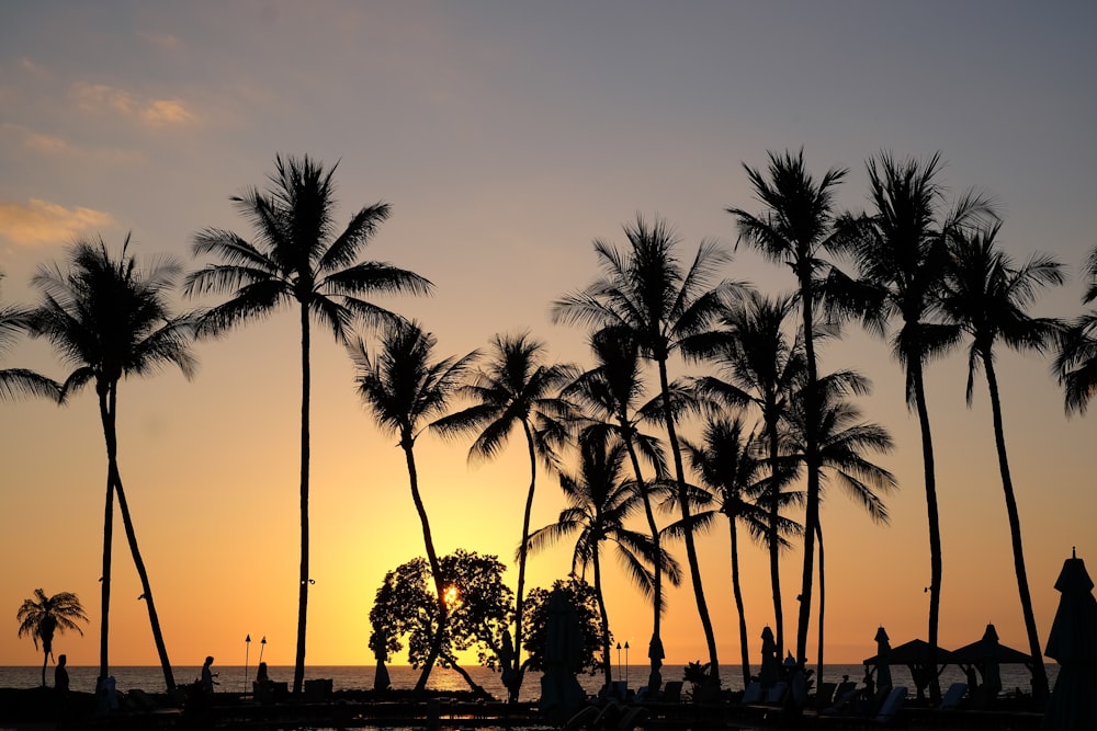 people walking on sidewalk near palm trees during sunset