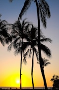 silhouette of palm tree during sunset
