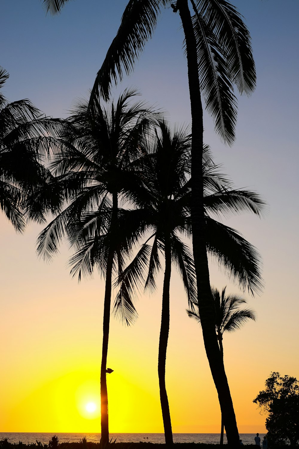 Silueta de la palmera durante la puesta del sol