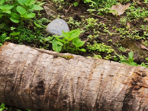 A lizard rests on a textured, fallen tree trunk surrounded by lush green vegetation. A small rock and various plants with broad leaves are present, growing in dark, moist soil.