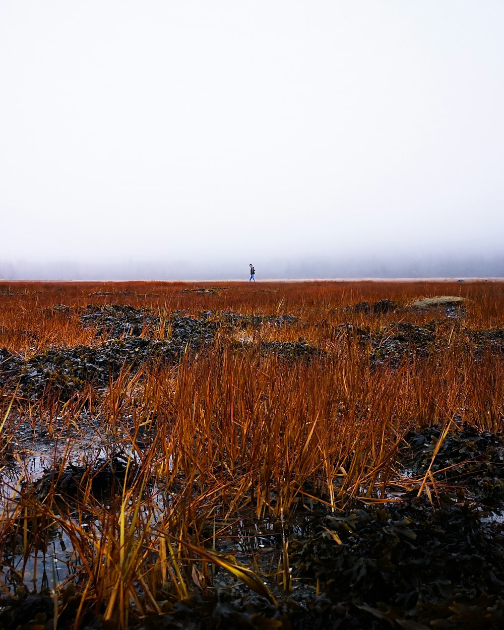 a person standing in a field with a kite