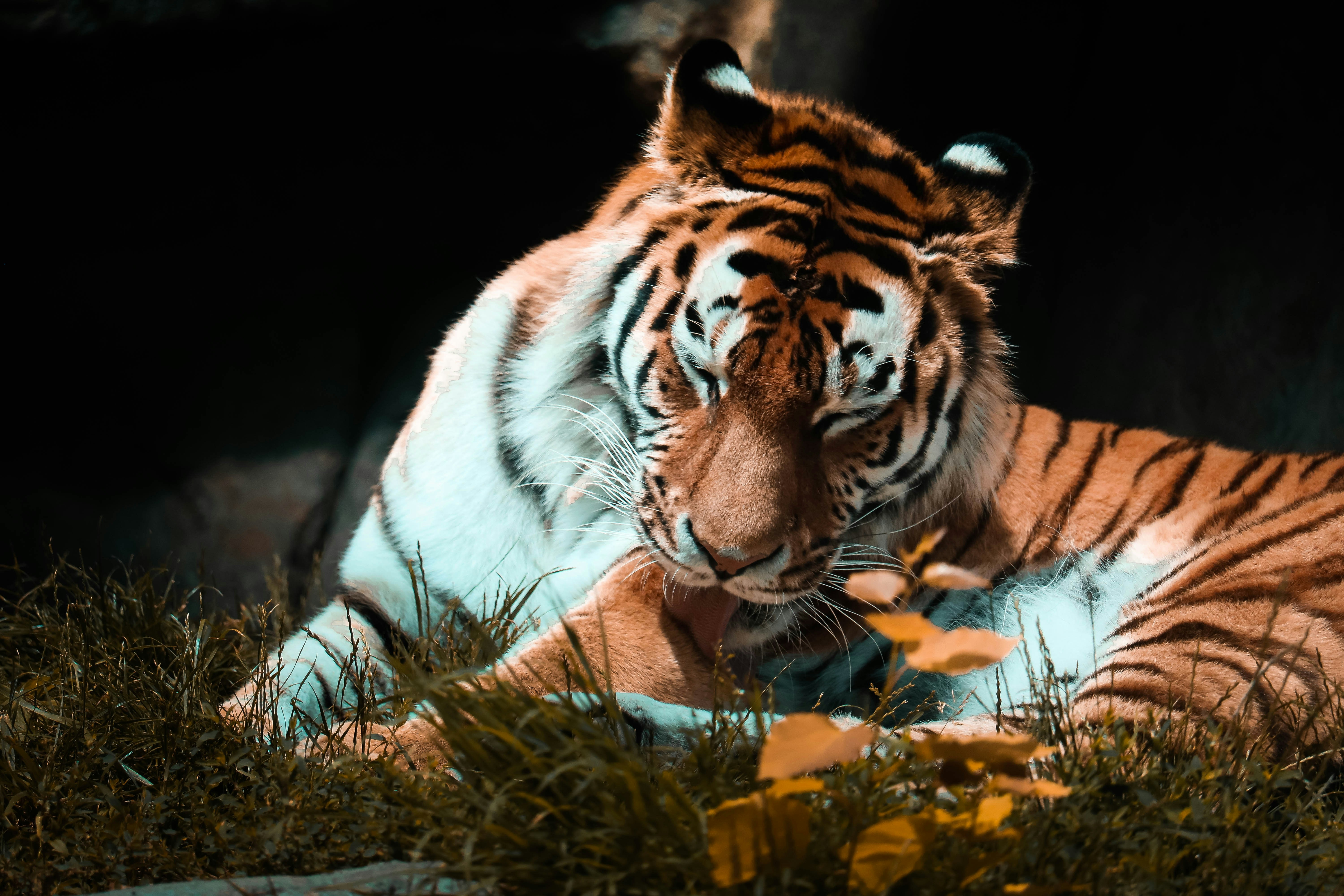 tiger lying on brown grass