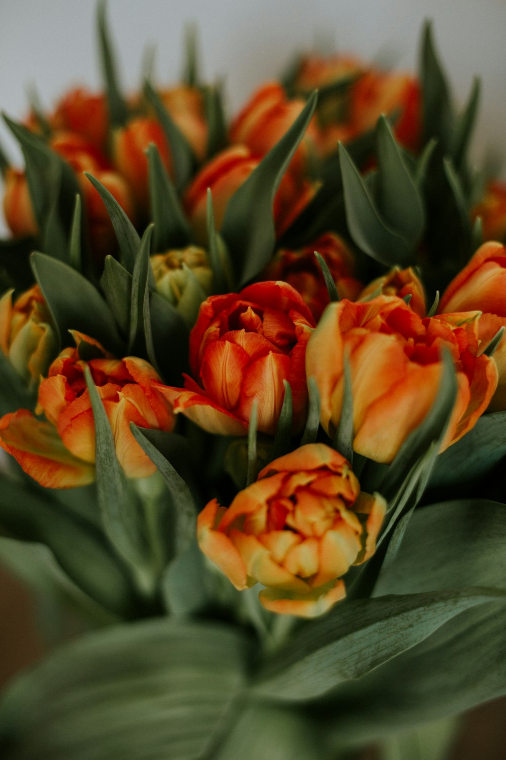 orange and yellow tulips in bloom