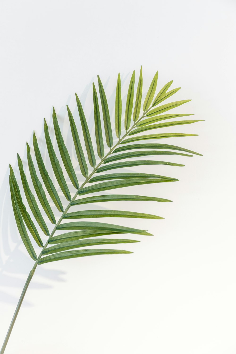 흰색 배경에 녹색 잎 식물