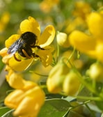 Extreme close-up of a bee collecting pollen from a bright yellow flower.