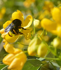 Close-up of a honeybee collecting pollen on a bright yellow flower.