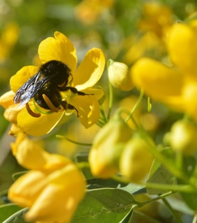 A busy bee collecting pollen from a bright yellow flower in the farm garden.