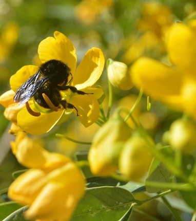 Extreme close-up of a bee collecting pollen from a bright yellow flower.