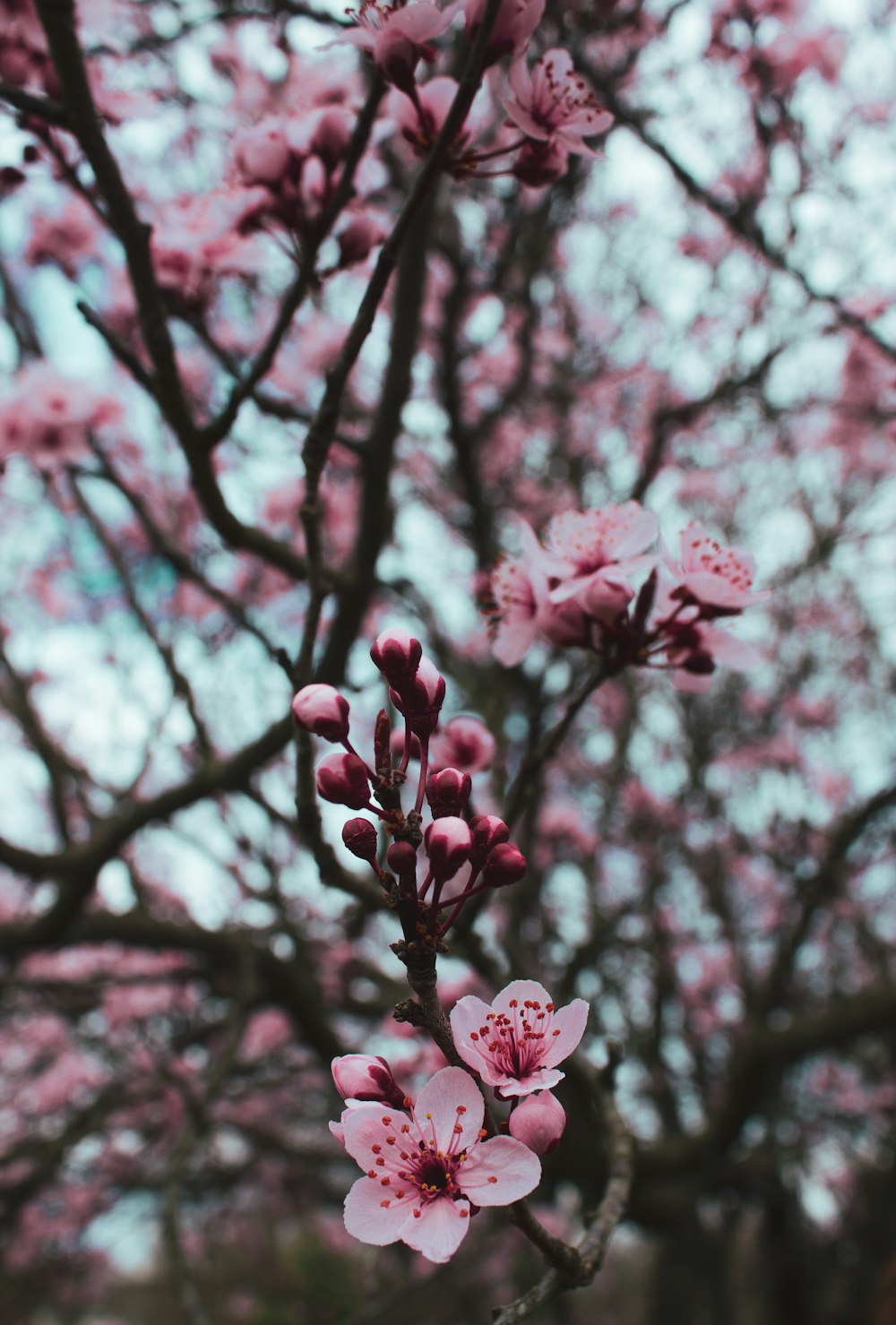 Flor de cerezo rosa en fotografía de primer plano
