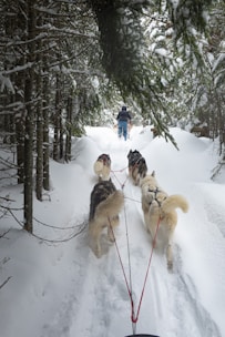 A smiling family learning to drive their own dog sleds on a snowy trail.