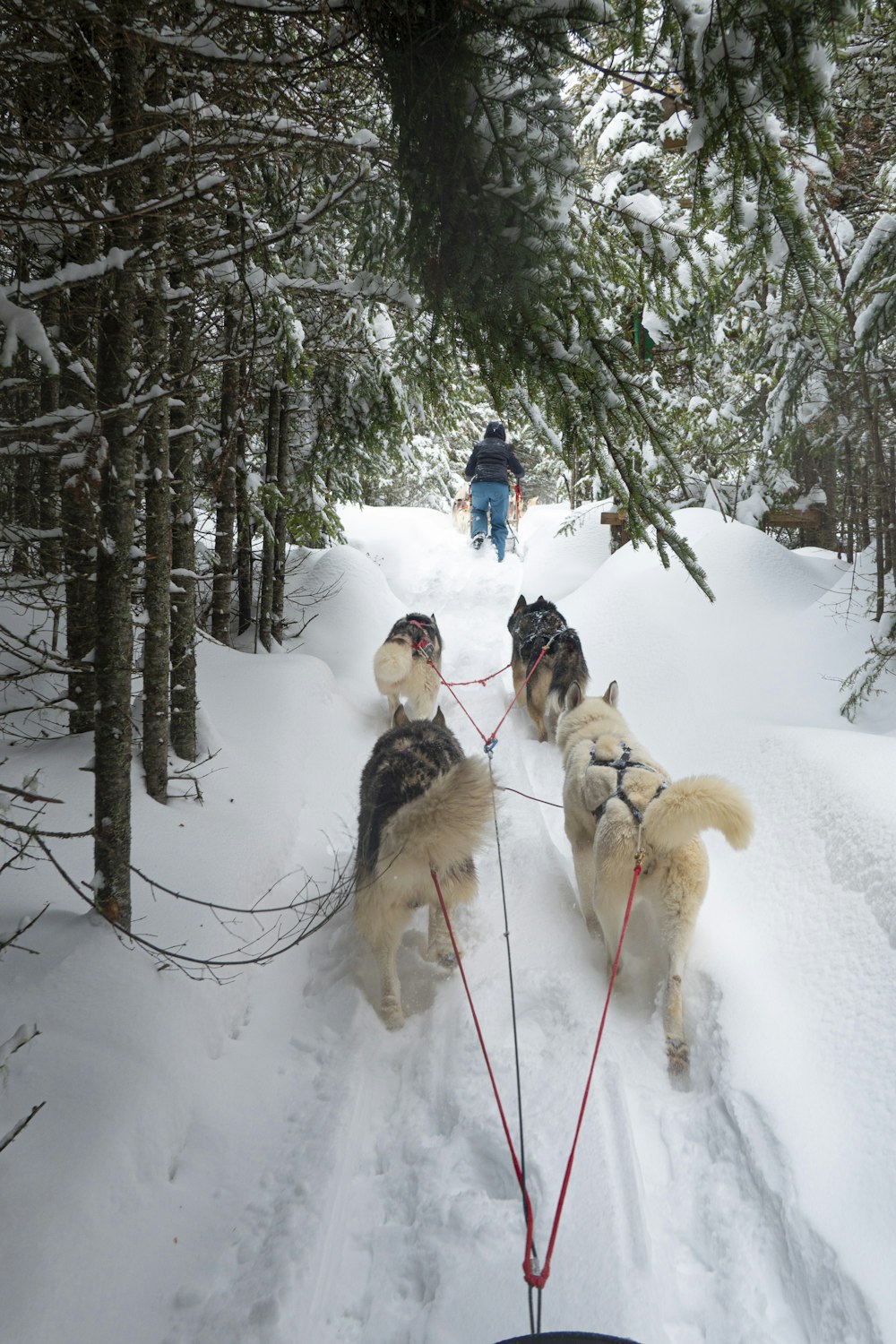 people riding on sled on snow covered ground during daytime