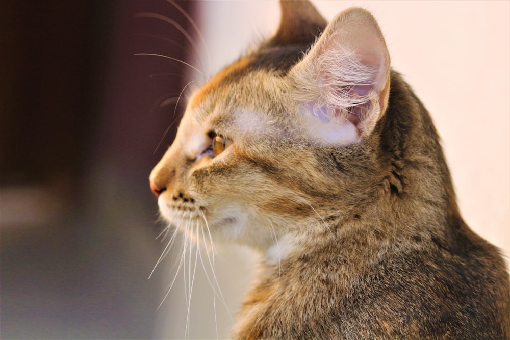 brown tabby cat in close up photography