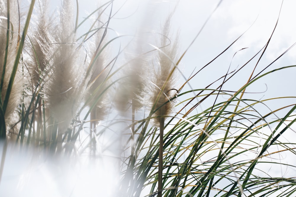 green grass under white clouds during daytime