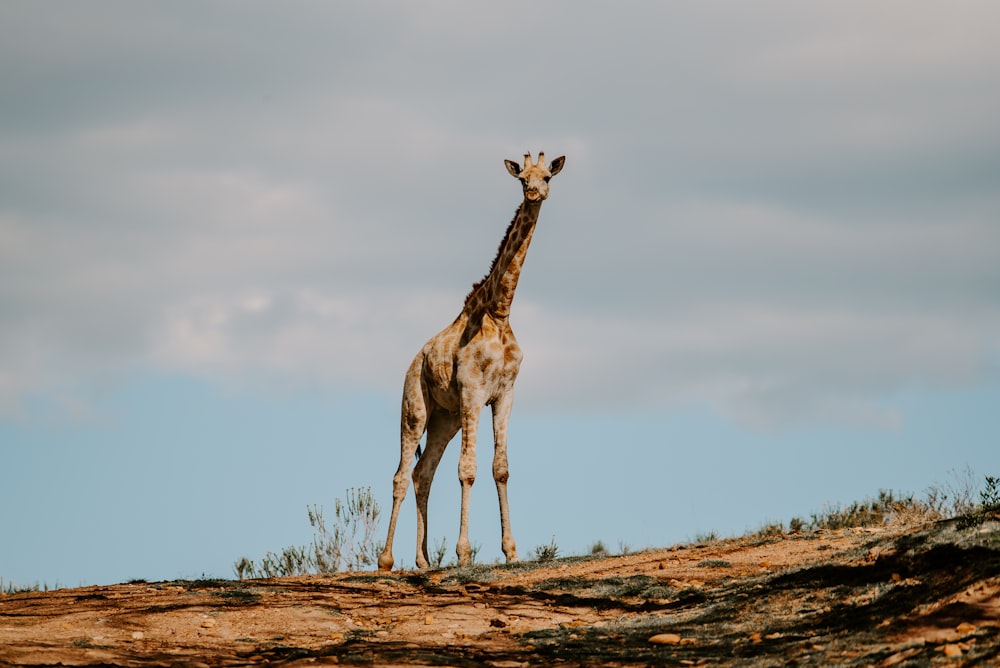 Girafe brune sur un champ brun sous des nuages blancs pendant la journée